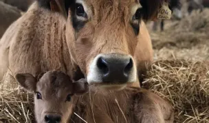 Bovis Farm Vet — Cabinete Veterinare, Municipiul Bacău, Bacău
