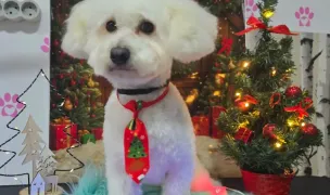 C.M.V. Dr. Pop Horea Cristian — Spitale Veterinare, Oradea, Bihor