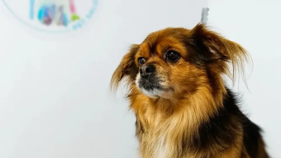 Pretty Pawfect Grooming — fotografie de copertă