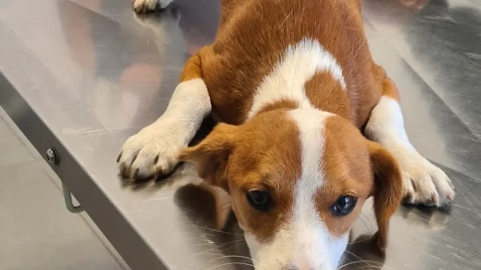 Centru Medical Veterinar Cosoveni — fotografie de copertă