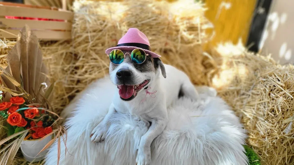 Peebo Pet Grooming — fotografie de copertă