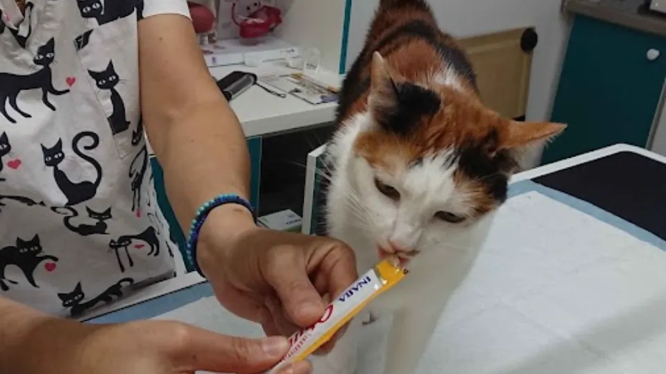 Mofturici Farmacie & Cabinet Veterinar — fotografie de copertă