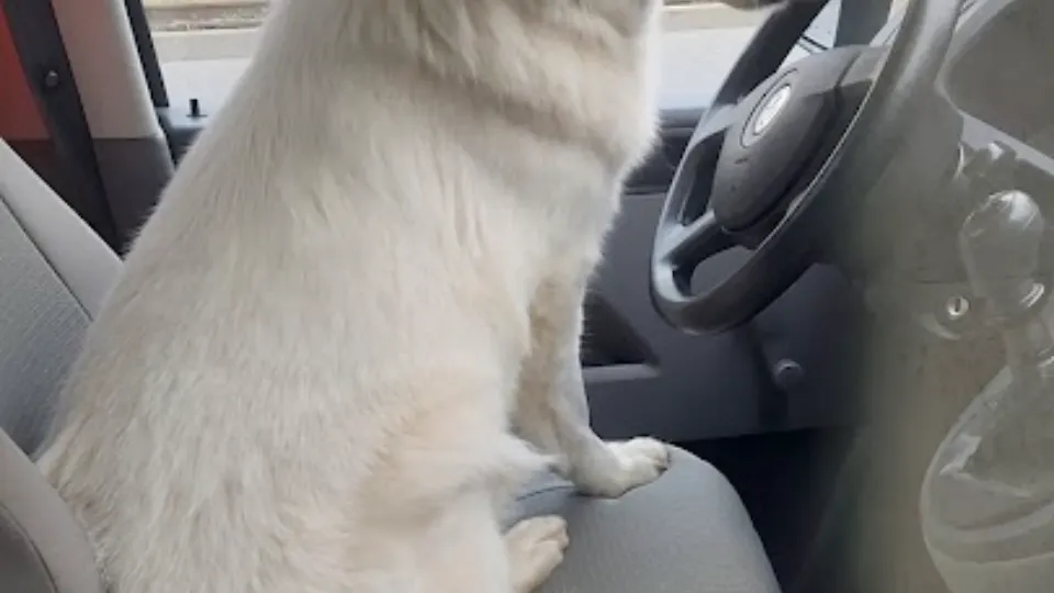 URGENTE VETERINAR ALIN — fotografie de copertă