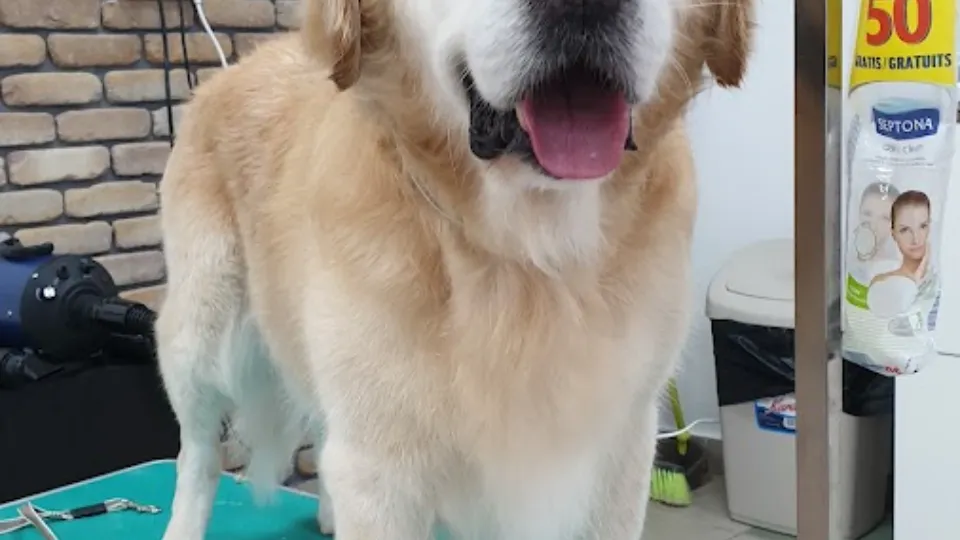 Pet Groom Timisoara — fotografie de copertă