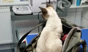 Cabinet medical veterinar dr.Dan Georgescu — Spitale Veterinare, Municipiul Galați, Galați