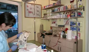Cabinet medical veterinar dr. Iosim Claudiu — Cabinete Veterinare, Municipiul Arad, Arad