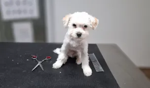 Cabinet Medical Veterinar Dr. Paw - Paw Iași — Urgențe Veterinare, Municipiul Iași, Iași