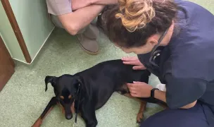 Cabinet Medical Veterinary Dr. Popa Robert — Veterinary Hospitals, Timișoara