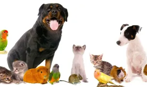 CABINET SI FARMACIE VETERINARA BRAZDA-COSVET FARM — Cabinete Veterinare, Craiova, Dolj