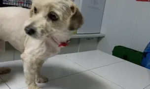 Cabinet Veterinar Apivet Miroslava — Cabinete Veterinare, Miroslava, Iași
