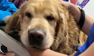 Cabinet veterinar AtoGold House Vet — Cabinete Veterinare, Municipiul Arad, Arad