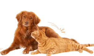 Cabinet veterinar cu SUFLETUL — General Veterinary Medicine, Voluntari, Ilfov