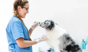 Cabinet Veterinar Dancu — Cabinete Veterinare, Podu Iloaiei, Iași