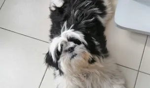 Cabinet Veterinar Doctor Horia — Cabinete Veterinare, Pitești, Argeș