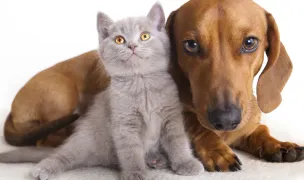 - Cabinet Veterinar -Dogtor Cat — Cabinete Veterinare, Călărași