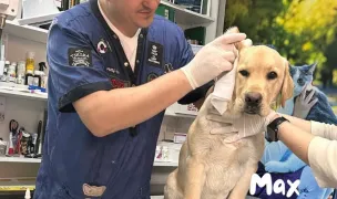 Cabinet veterinar Dr. Onea | Premium Pharma Vet — Cabinete Veterinare, Pitești, Argeș