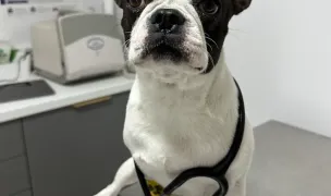 Cabinet veterinar Friendly Vet Dr. Maniu Vlad — Veterinary Hospitals, Timișoara