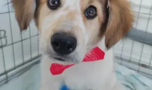 Cabinet veterinar /Grooming/ Hotel FrumiPets — Cabinete Veterinare, Municipiul Botoșani, Botoșani