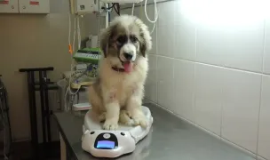 CABINET VETERINAR TOPORASI 31 — Cabinete Veterinare, Sectorul 5, București