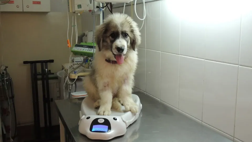 CABINET VETERINAR TOPORASI 31 — fotografie de copertă