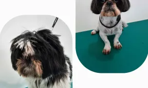 Canina Frizerie Canina — Salon Câini & Pisici, Sectorul 2, București