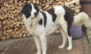 Canisa de doroteia — Animal Shelters, România