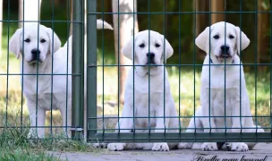 Canisa Labrador Retriever "FIREFLY WAY" — Crescători Câini, Rădăuți, Suceava