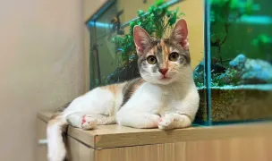 Cat Hotel Stefan cel Mare - Hotel pentru pisici — Hoteluri pentru Animale, Sectorul 2, București