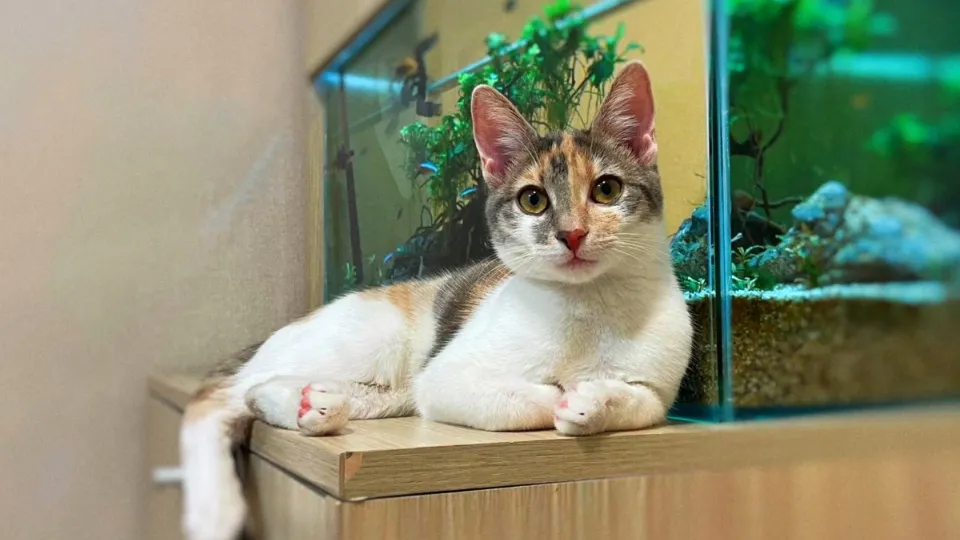 Cat Hotel Stefan cel Mare - Hotel pentru pisici — fotografie de copertă