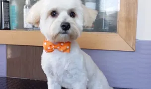 Căței cu stil toaletaj canin Reghin,tuns caini, înfrumusețare canina — Pet Grooming, Reghin