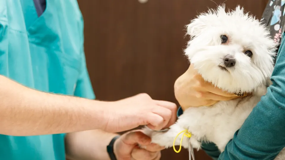 Cabinet Veterinar Chicopet — fotografie de copertă