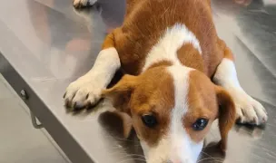 Centru Medical Veterinar Cosoveni — Cabinete Veterinare, Coșoveni, Dolj