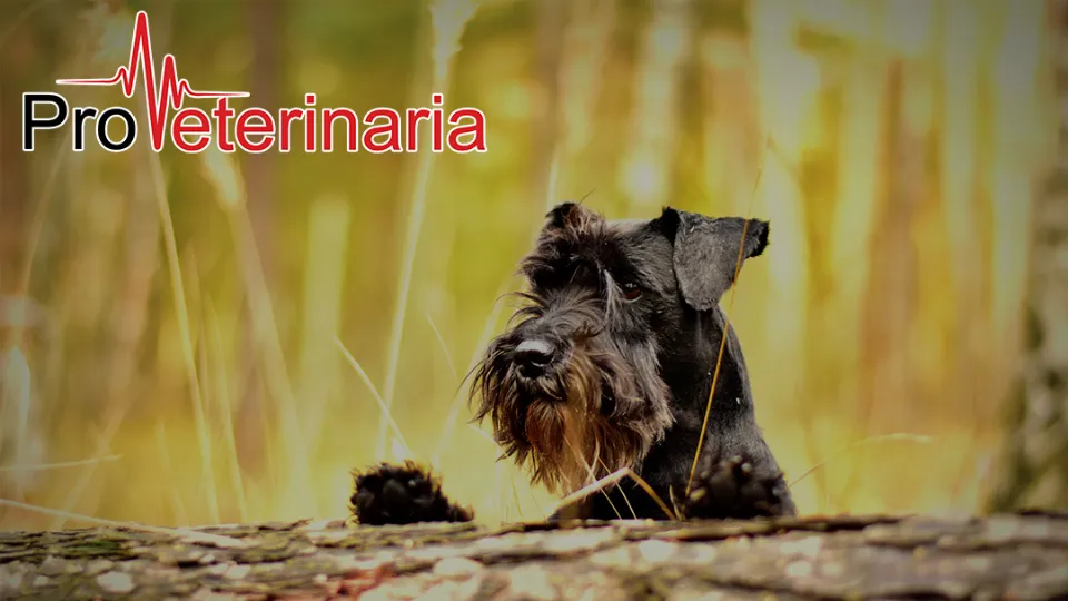 Proveterinaria — fotografie de copertă