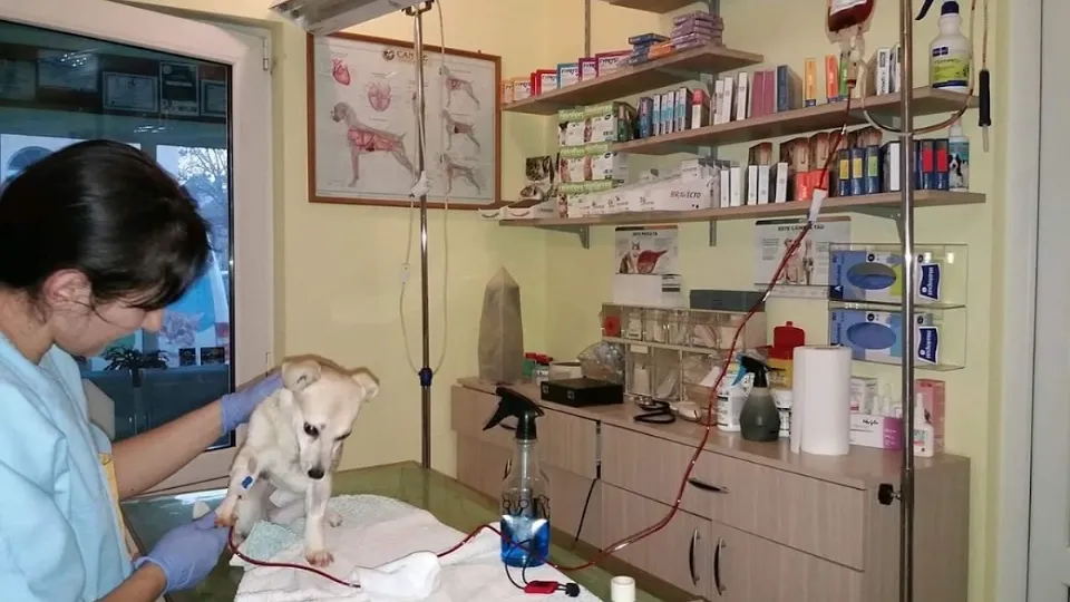 Cabinet medical veterinar dr. Iosim Claudiu — fotografie de copertă