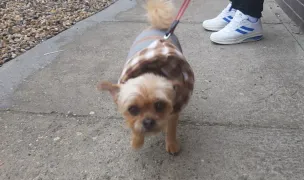 Clean Pet - Cosmetica Canina Timisoara — Veterinary Practices, Timișoara