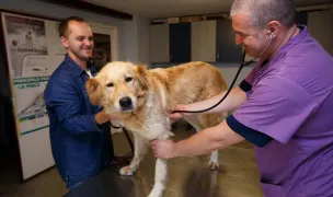 Clinica de Animale Mici — Spitale Veterinare, Municipiul Arad, Arad