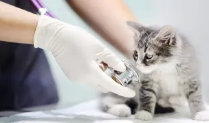 Clinica VET4PET — Cabinete Veterinare, Sectorul 2, București