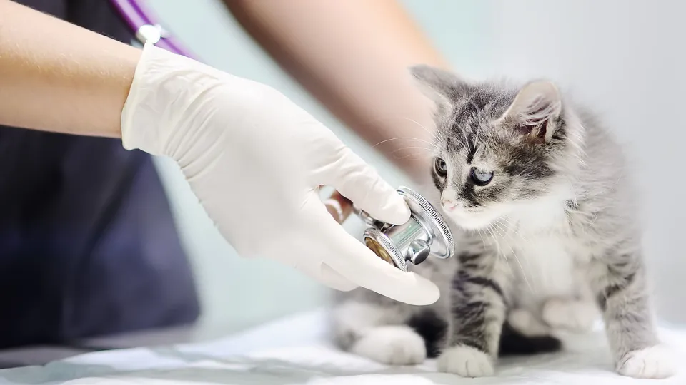 Clinica VET4PET — fotografie de copertă