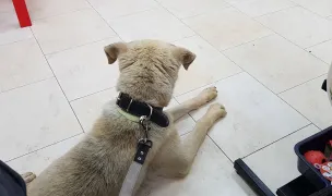 Clinica Veterinară Bassy — Spitale Veterinare, Dumbrăvița, Timiș