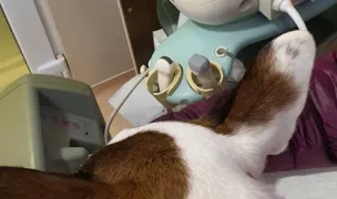 CLINICA VETERINARA CERTOVET — Cabinete Veterinare, Năvodari, Constanța
