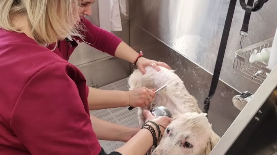 Clinica Veterinara DondorVet - Dr Doroftei Viorel Constantin — fotografie de copertă