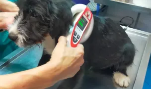Clinica Veterinară Dr. Sârbu Mihai — Veterinary Practices, Timișoara