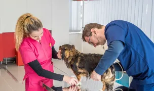 Clinica Veterinara Melodin - Doctor Veterinar Radu Dinu — Spitale Veterinare, Municipiul Galați, Galați