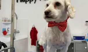 Coafor Canin - Happy Pet Style — Pet Grooming, Dej