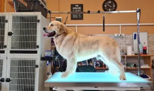 Coafor Canin Lucky — Pet Grooming, Sibiu