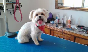 Coafura Canina Oradea — Pet Grooming, Oradea