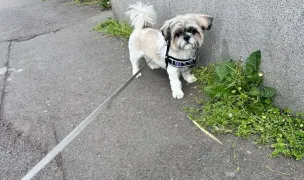 Coafura Canina Tala — Pet Grooming, Oradea