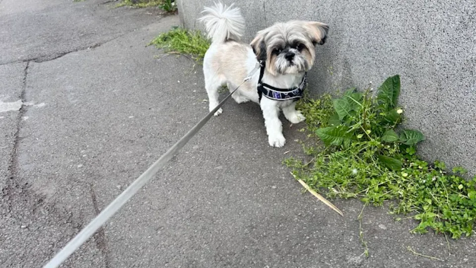 Coafura Canina Tala — fotografie de copertă