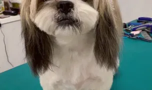 Codite Fericite Giroc - salon animale de companie — Salon Câini & Pisici, Giroc, Timiș
