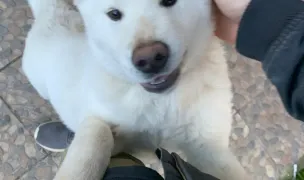 Codițe Răsfățate — In-Home Pet Sitting, Suceava